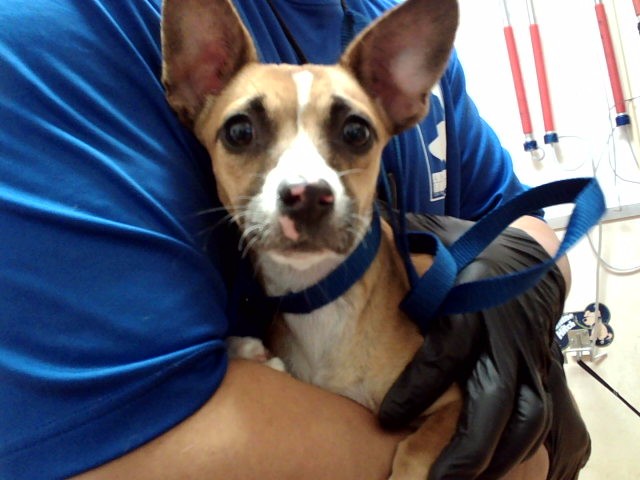 Adoptable Dog