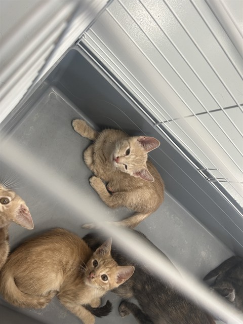Adoptable Cat