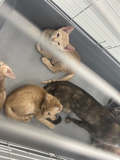 Adoptable Cat