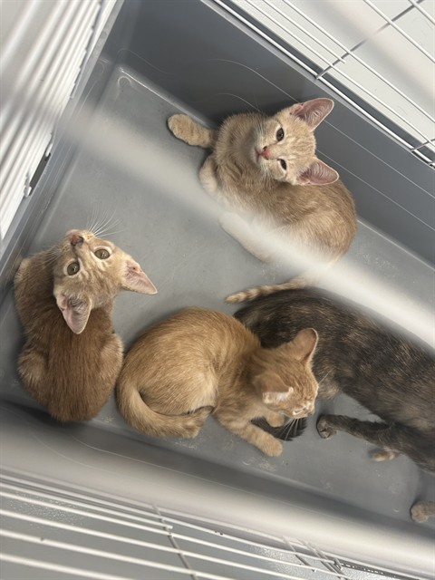 Adoptable Cat