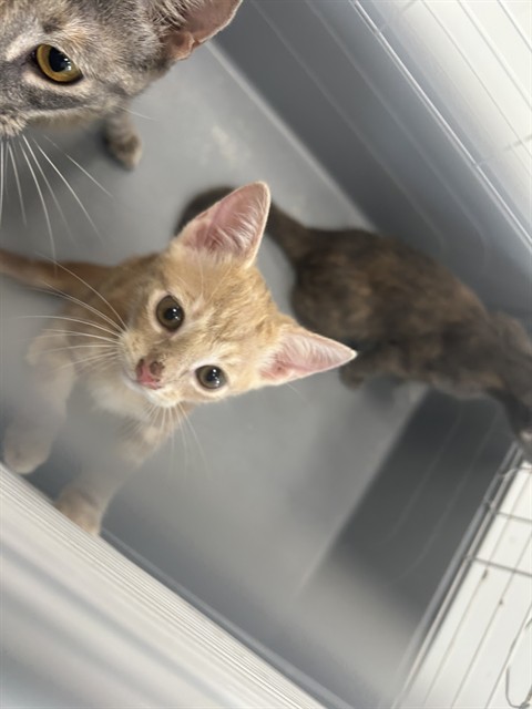 Adoptable Cat
