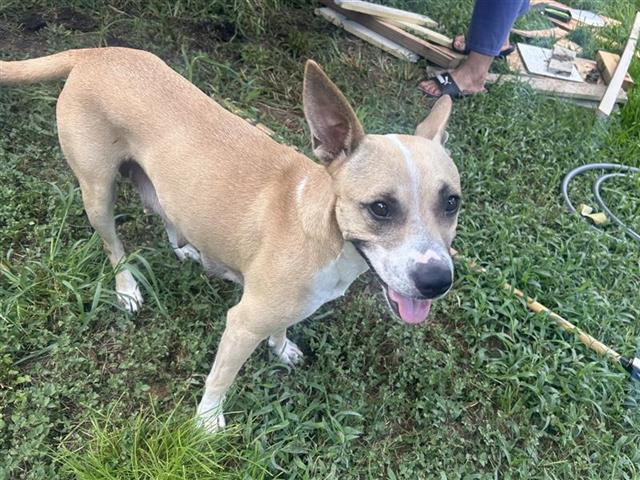 Adoptable Dog