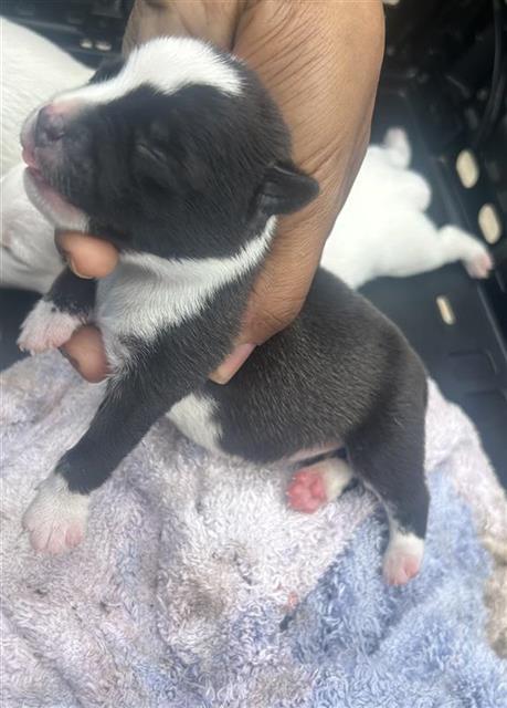 Adoptable Dog