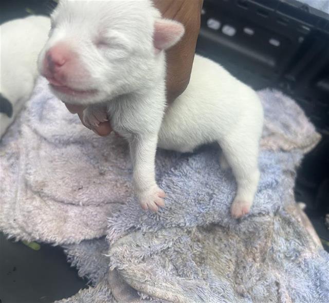 Adoptable Dog