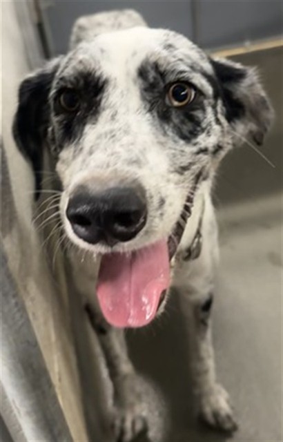 Adoptable Dog