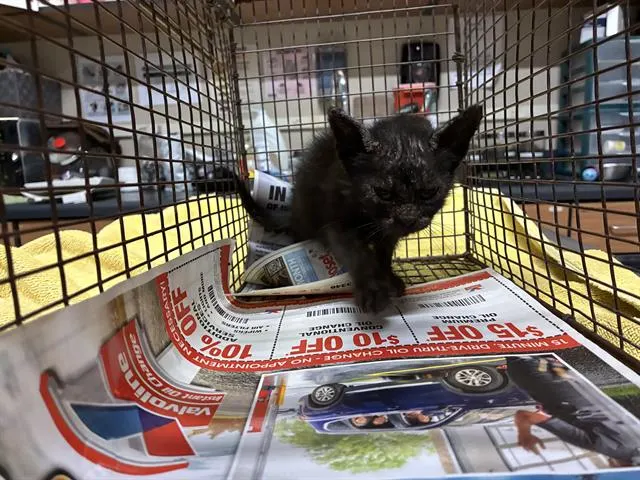 Adoptable Cat