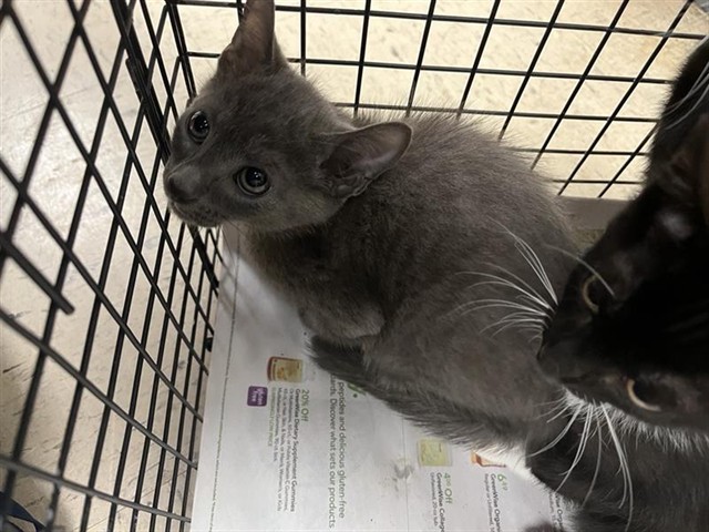 Adoptable Cat