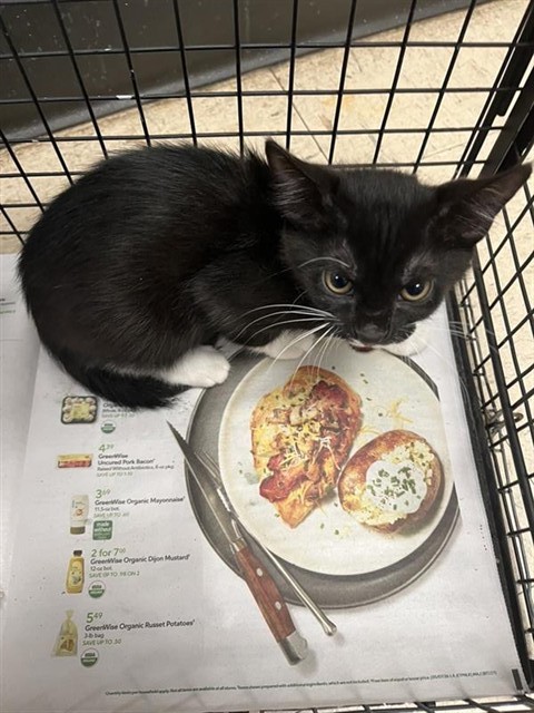 Adoptable Cat