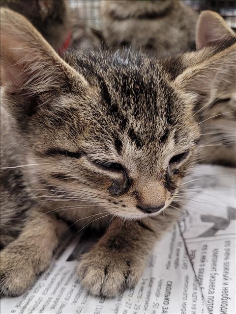 Adoptable Cat