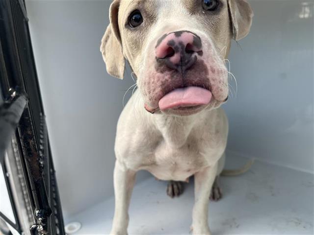 Adoptable Dog