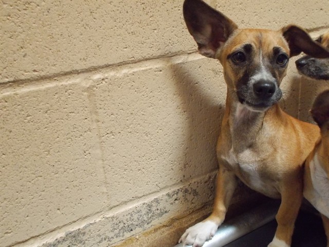 Adoptable Dog