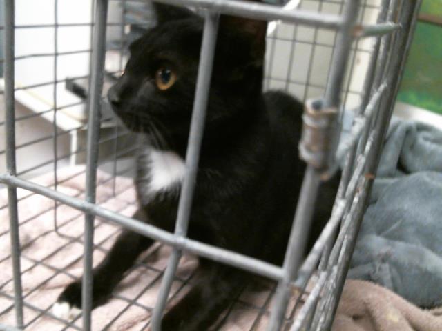 Adoptable Cat