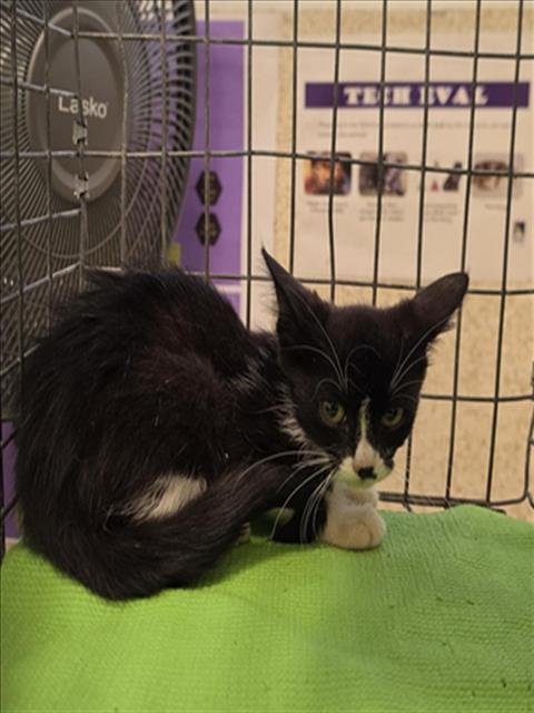 Domino