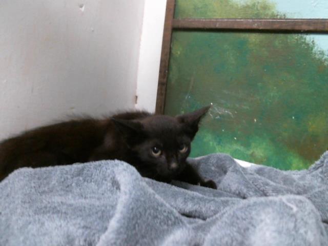 Dexter