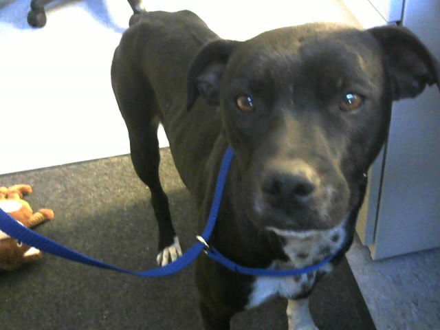 Molly