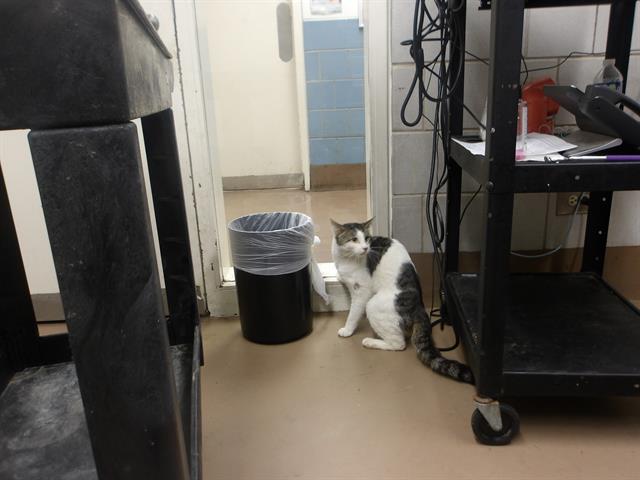 Adoptable Cat