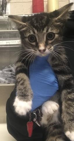 Adoptable Cat
