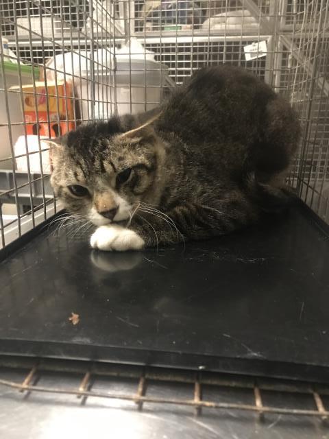 Adoptable Cat