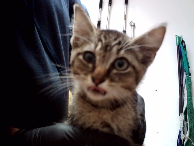 Adoptable Cat
