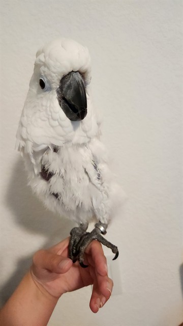 Mindy