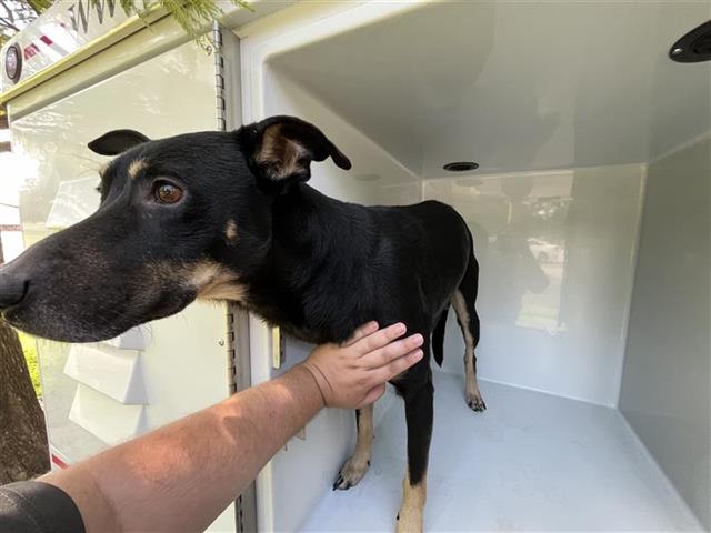 Adoptable Dog