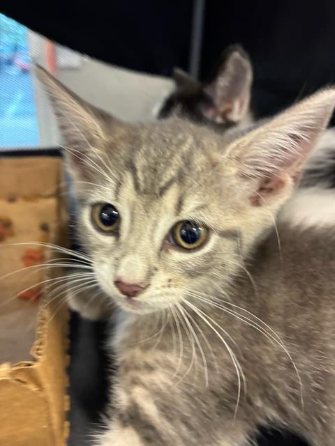 Adoptable Cat