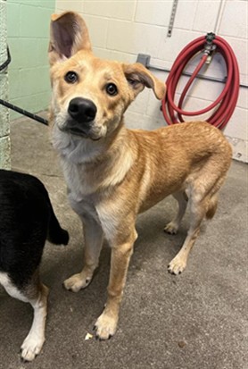 Adoptable Dog