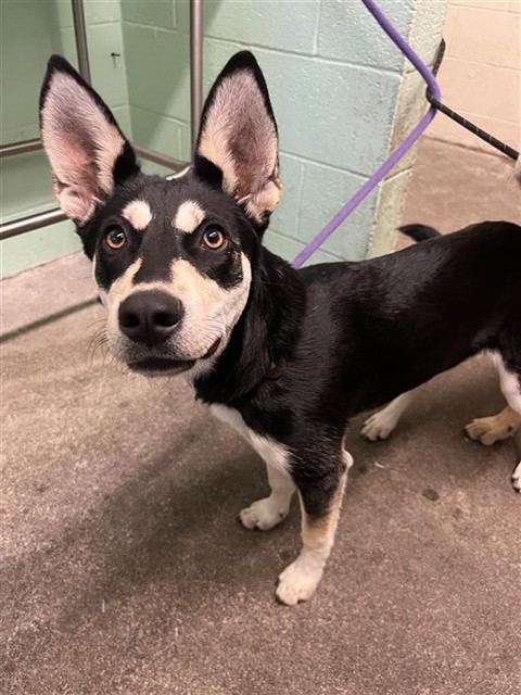 Adoptable Dog