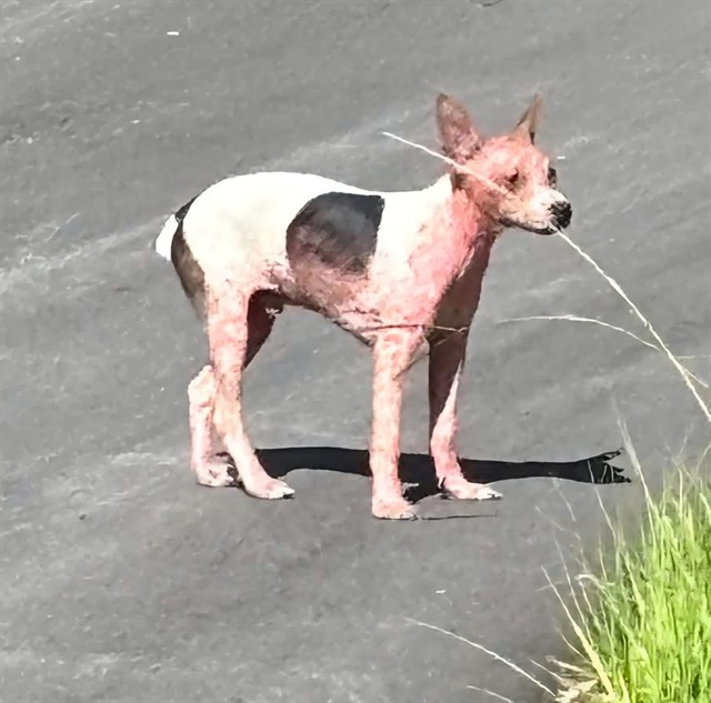 Adoptable Dog