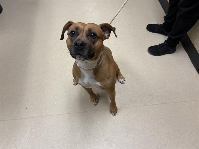 Adoptable Dog