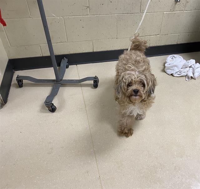 Adoptable Dog