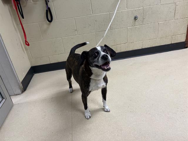 Adoptable Dog