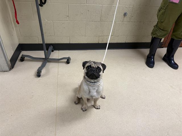 Adoptable Dog