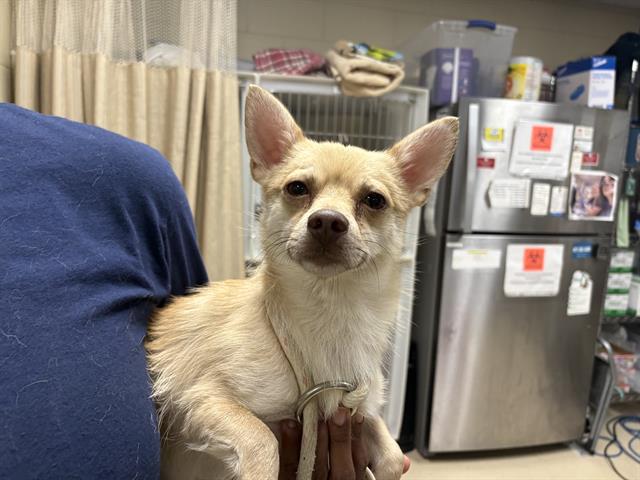 Adoptable Dog