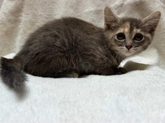 Pretzel