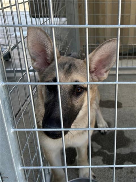 Adoptable Dog