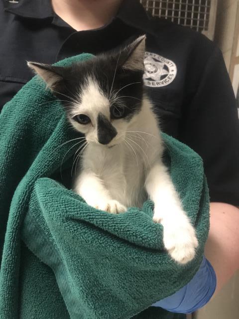 Adoptable Cat