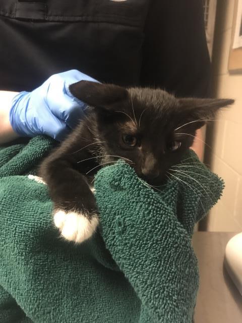 Adoptable Cat