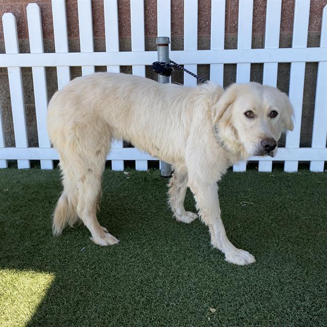 Adoptable Dog