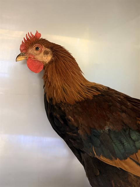 Mr. Chicken*