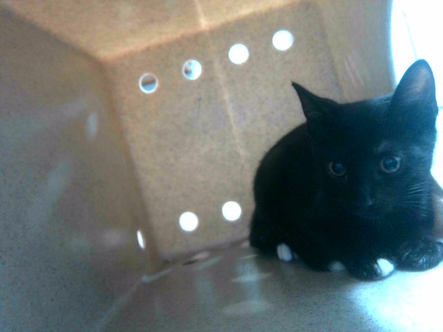 Colby