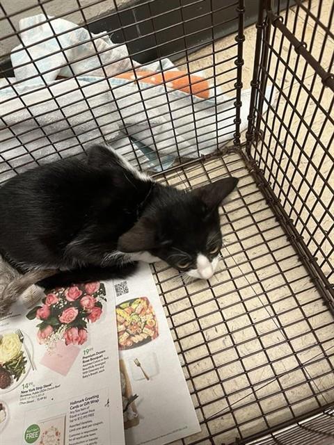 Adoptable Cat