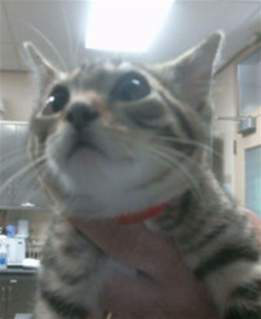 Adoptable Cat