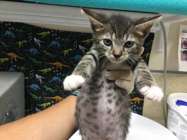 Adoptable Cat