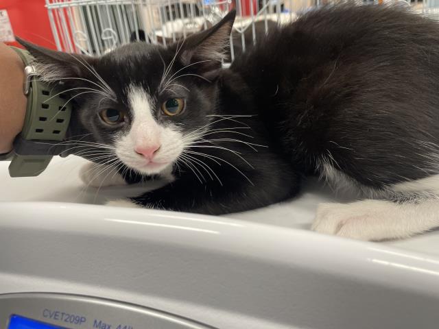 Adoptable Cat