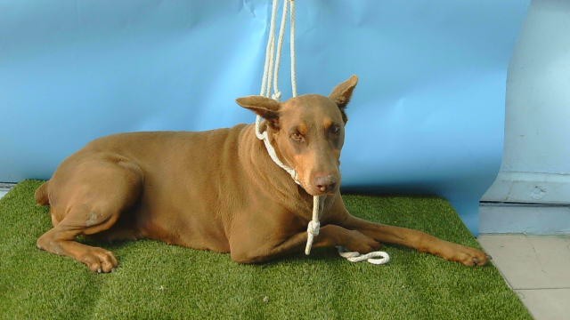 Adoptable Dog