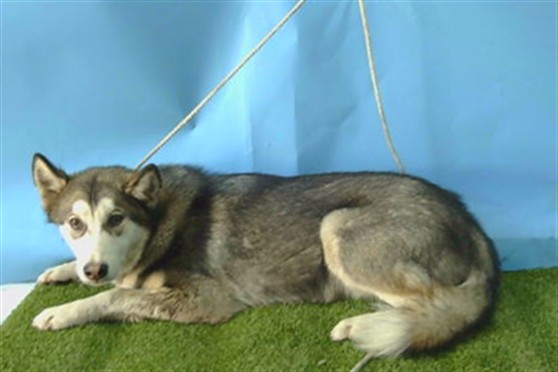 Adoptable Dog