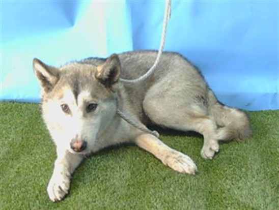 Adoptable Dog