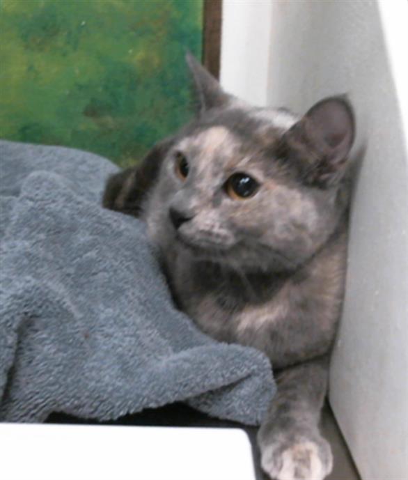 Coco