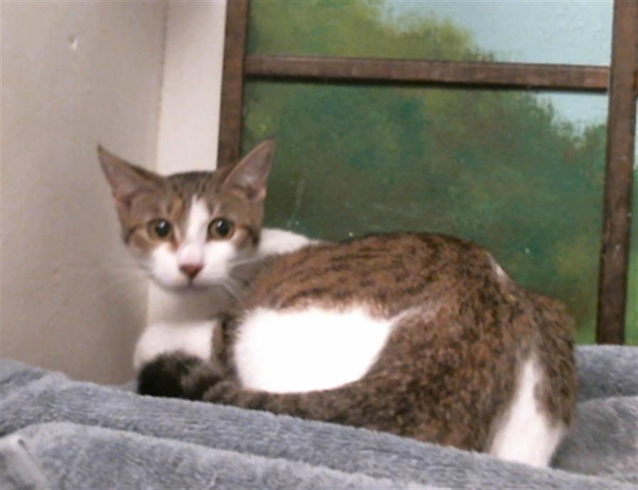 Basil